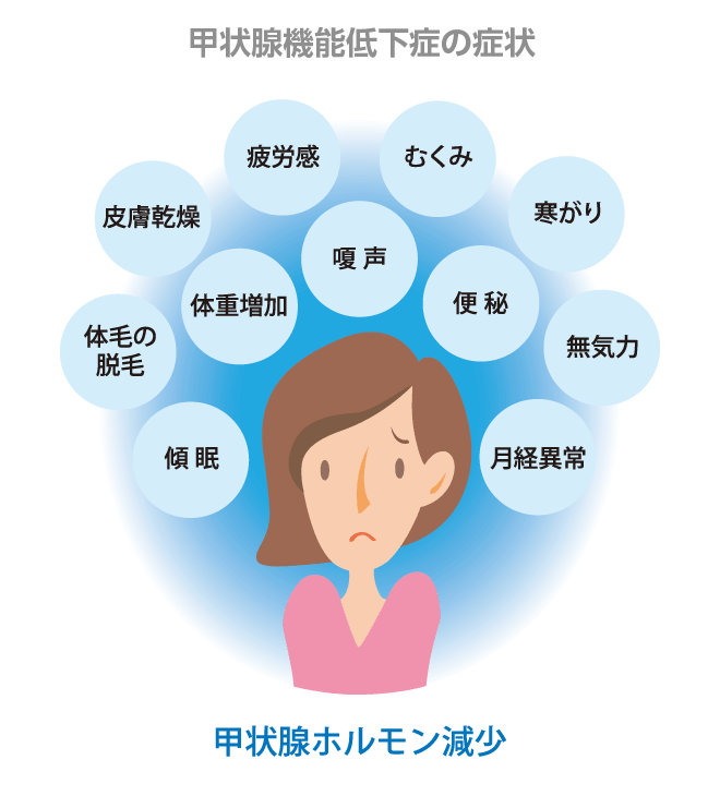 甲状腺機能低下症 甲状腺疾患辞典 Kumapedia 甲状腺と病気の専門情報をお届け