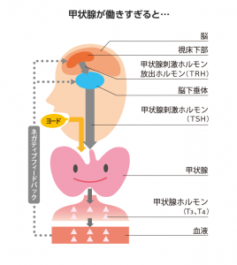 ホルモン 副 甲状腺