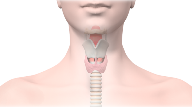 サイログロブリン　Thyroglobulin